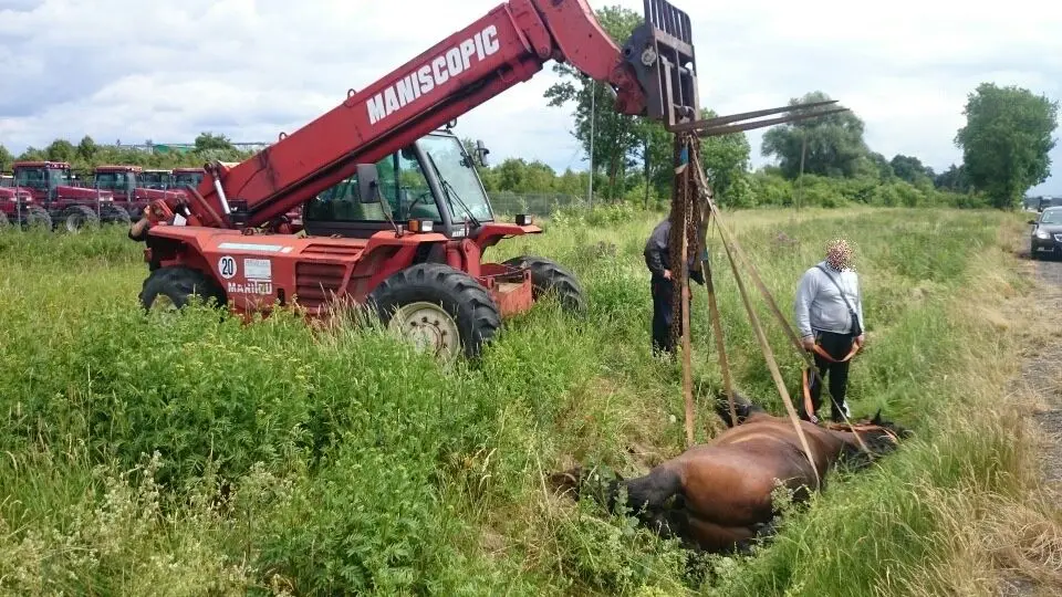Koń ucierpiał w wypadku na autostradzie A4