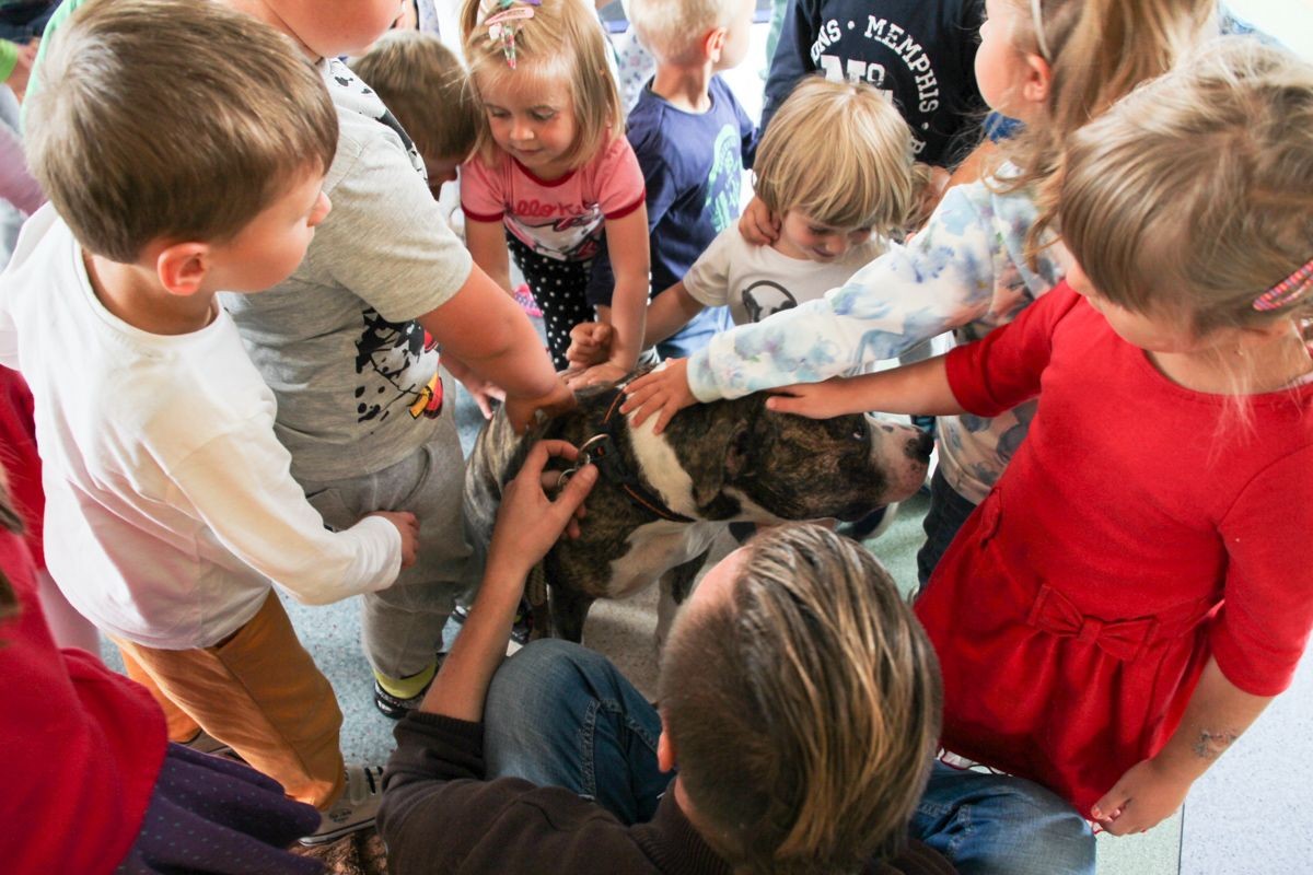 Amstaff w przedszkolu