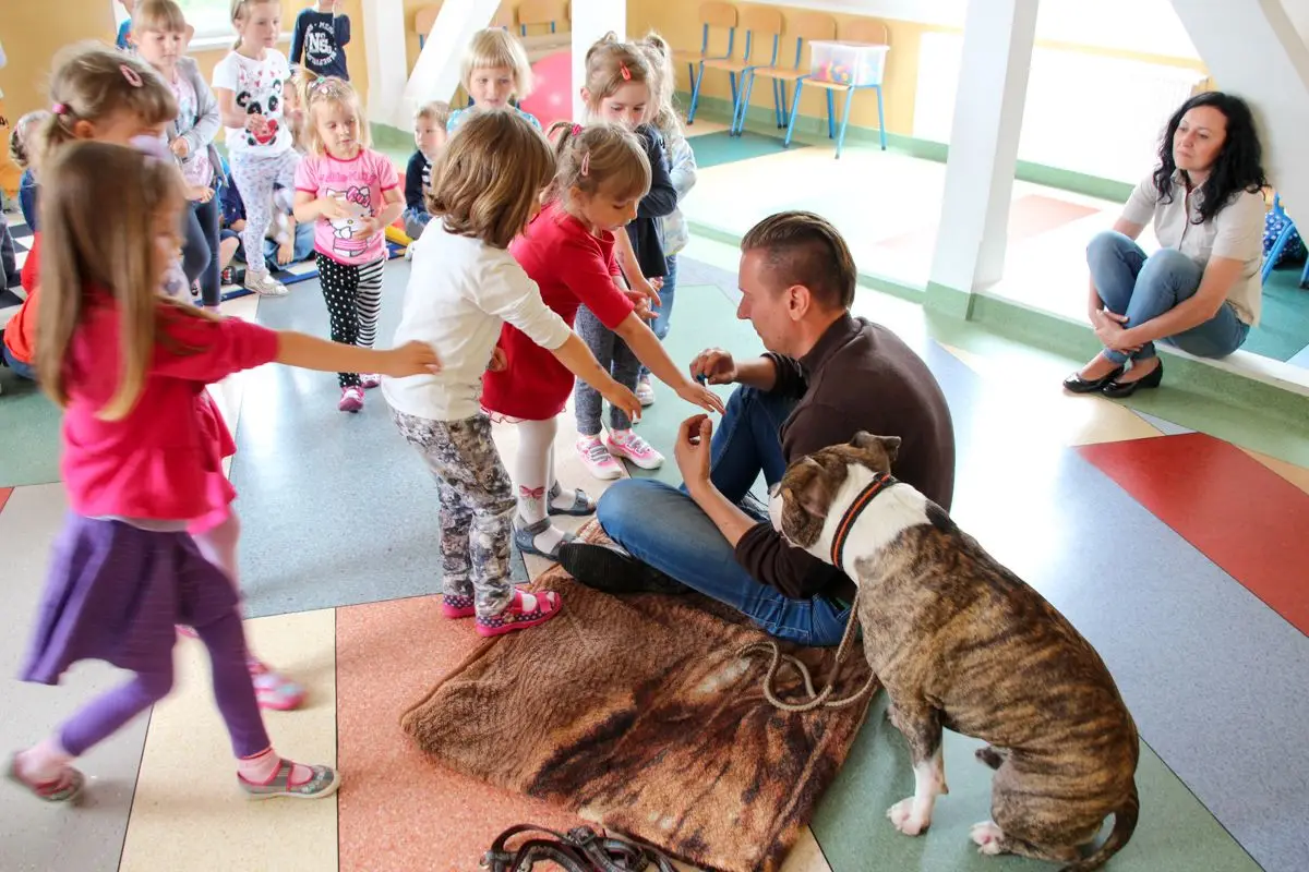 Amstaff w przedszkolu