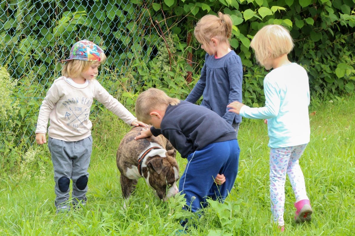 Amstaff w przedszkolu