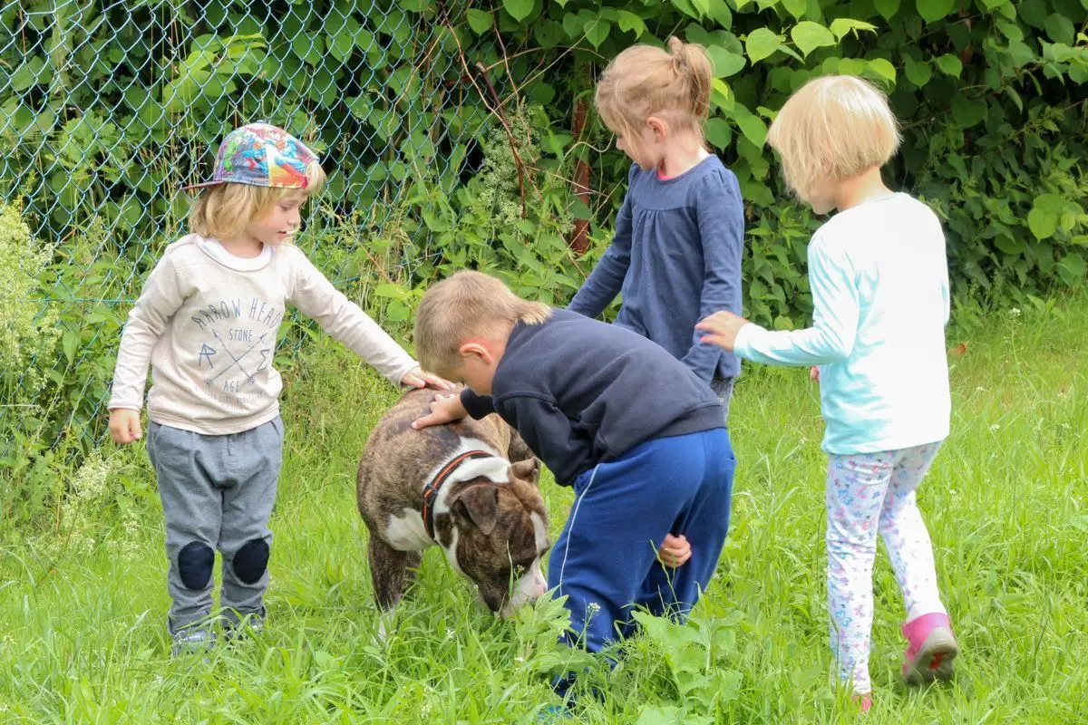 Amstaff w przedszkolu