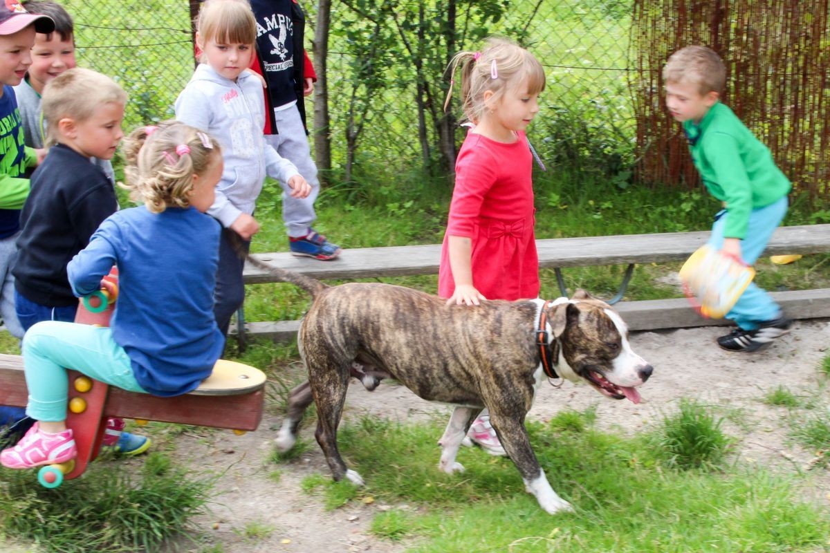 Amstaff w przedszkolu