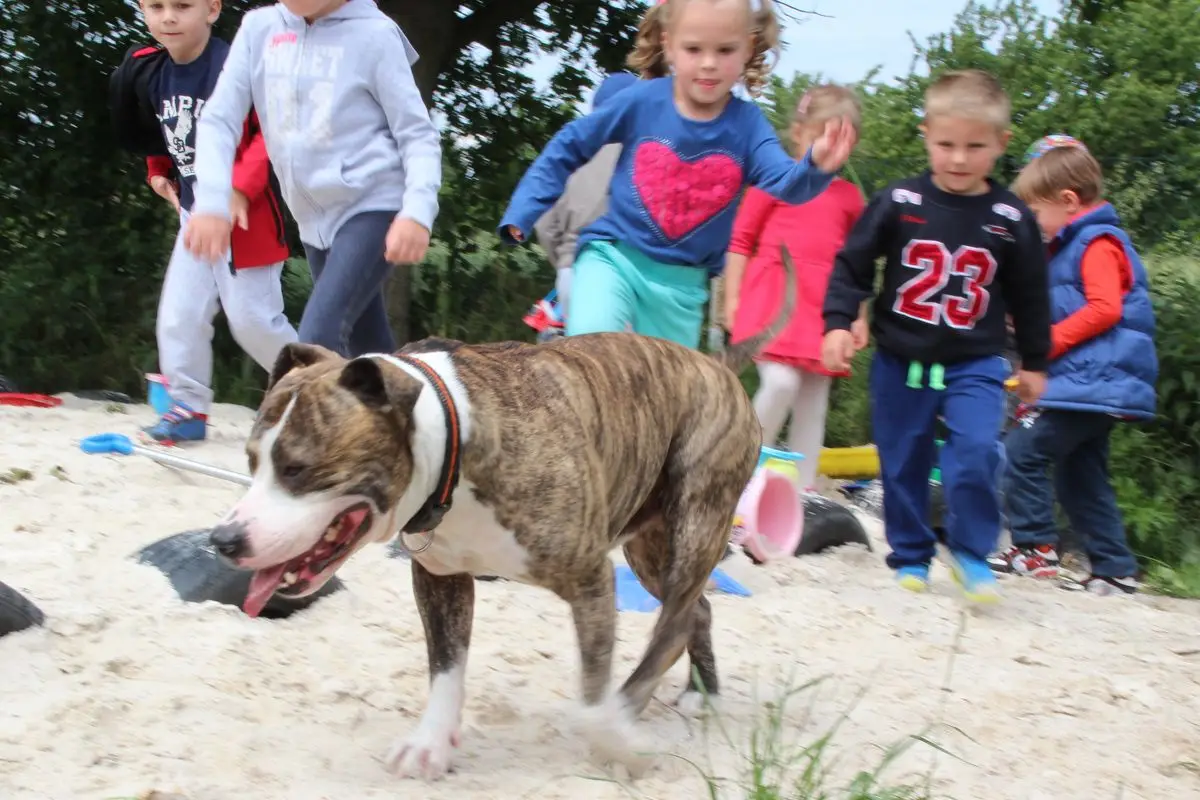 Amstaff w przedszkolu