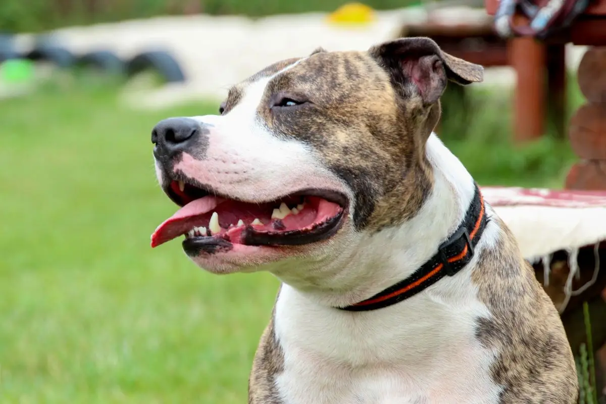 Amstaff w przedszkolu