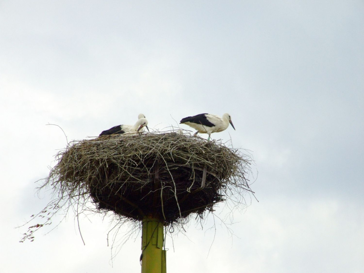 III Zlot Bocianolubów w Tomaszowie Bolesławieckim