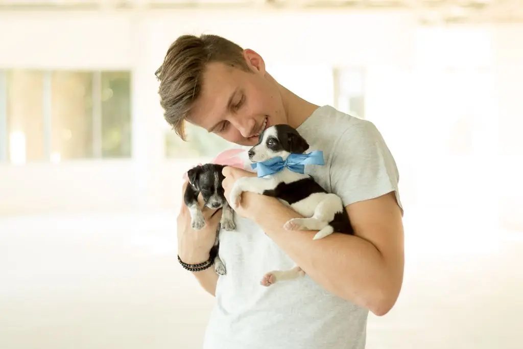 Pieski do adopcji