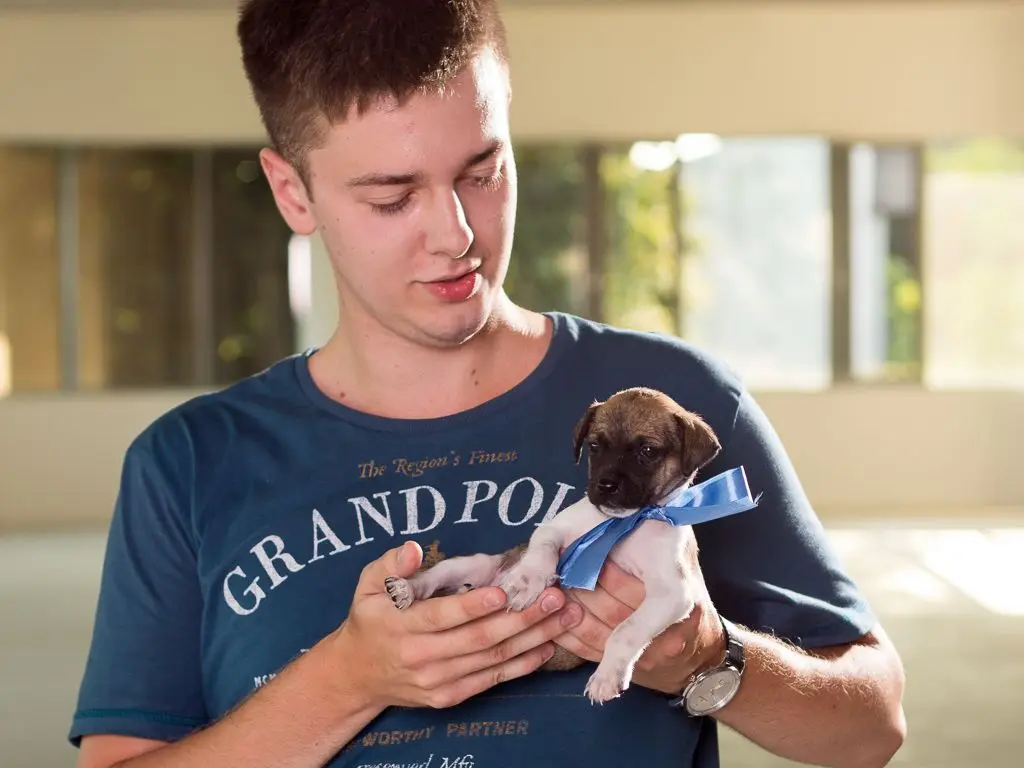 Pieski do adopcji