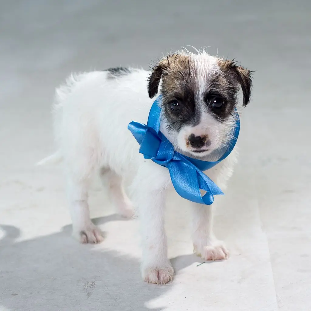 Pieski do adopcji