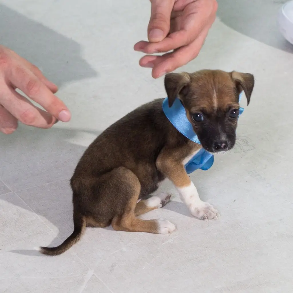 Pieski do adopcji