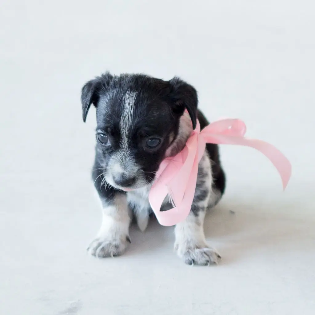Pieski do adopcji