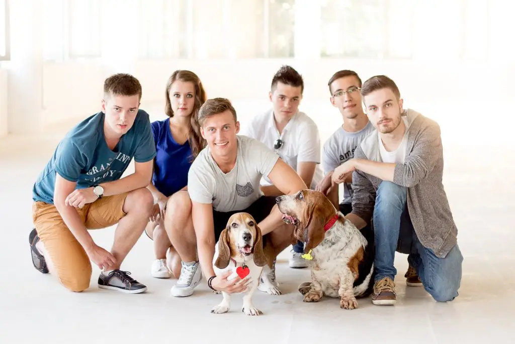 Pieski do adopcji