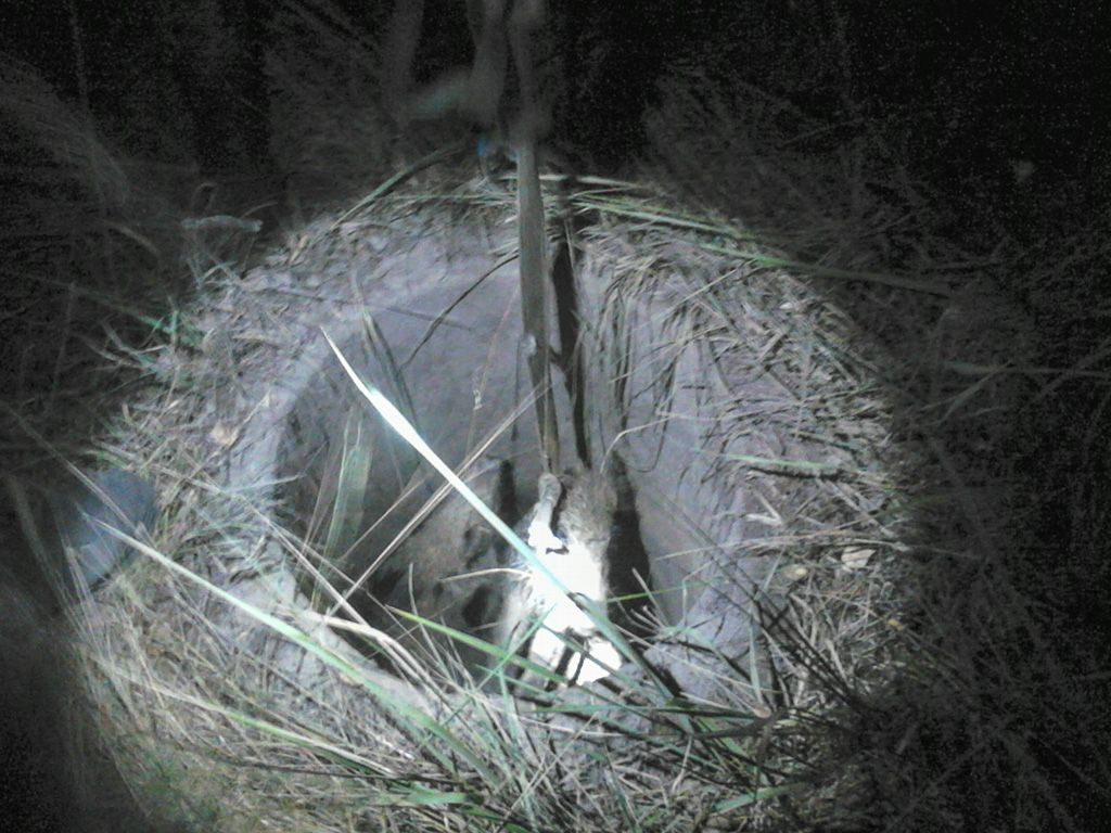 Myśliwi uratowali dzikie zwierzęta