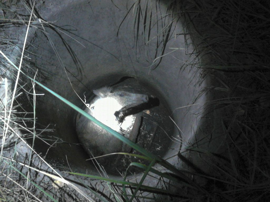 Myśliwi uratowali dzikie zwierzęta