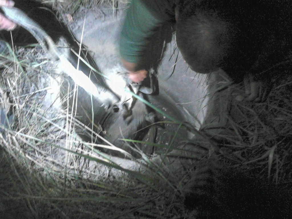 Myśliwi uratowali dzikie zwierzęta