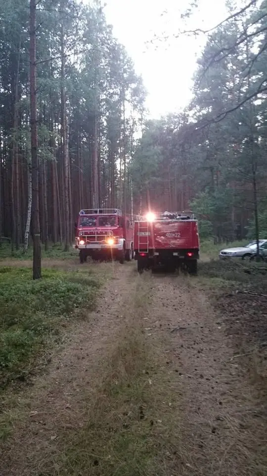 Pożar lasu w Krzyżowej