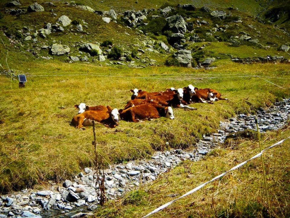 Daniel Milewicz wziął udział w najtrudniejszym biegu w Europie