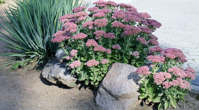 Najpiękniejszy ogród w Starej Rudnej