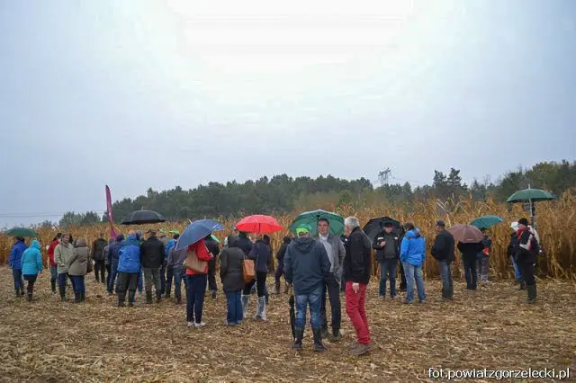 Dni Kukurydzy