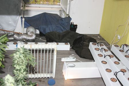 Uprawiał marihuanę na strychu