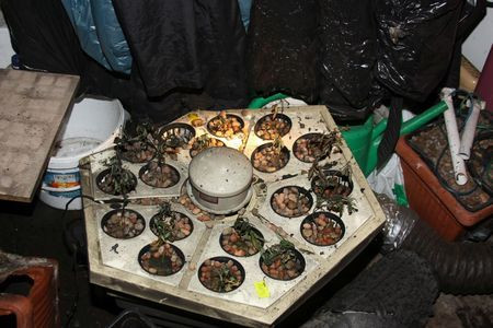 Uprawiał marihuanę na strychu