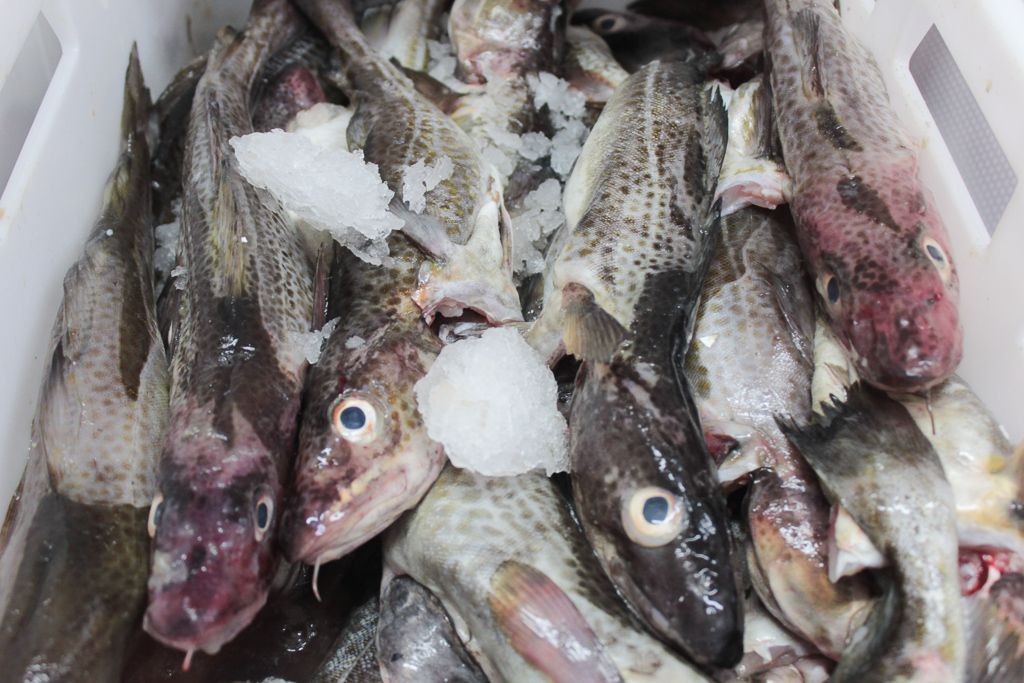 Ryby prosto z morza w Bolesławcu