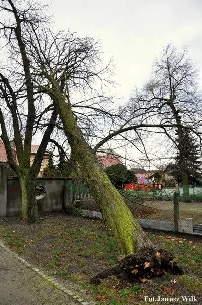 Silny wiatr powalił drzewo. Strażacy interweniowali