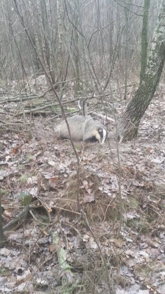Borsuk padł ofiarą kłusowników