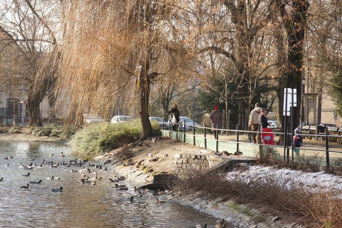 Łabędzia rodzina coraz częściej robi sobie dłuższe spacery