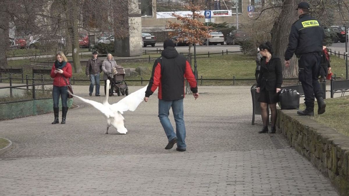 Łabędzia rodzina coraz częściej robi sobie dłuższe spacery