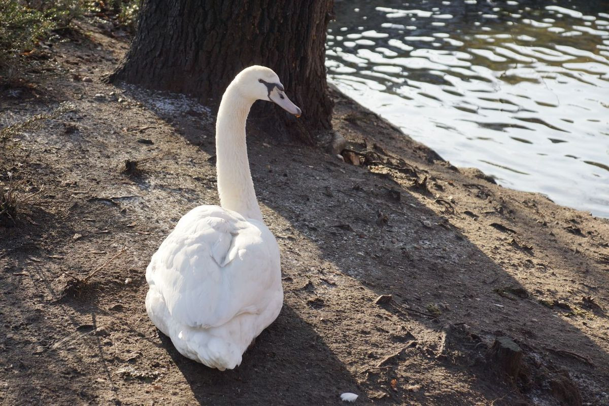 Łabędzia rodzina coraz częściej robi sobie dłuższe spacery