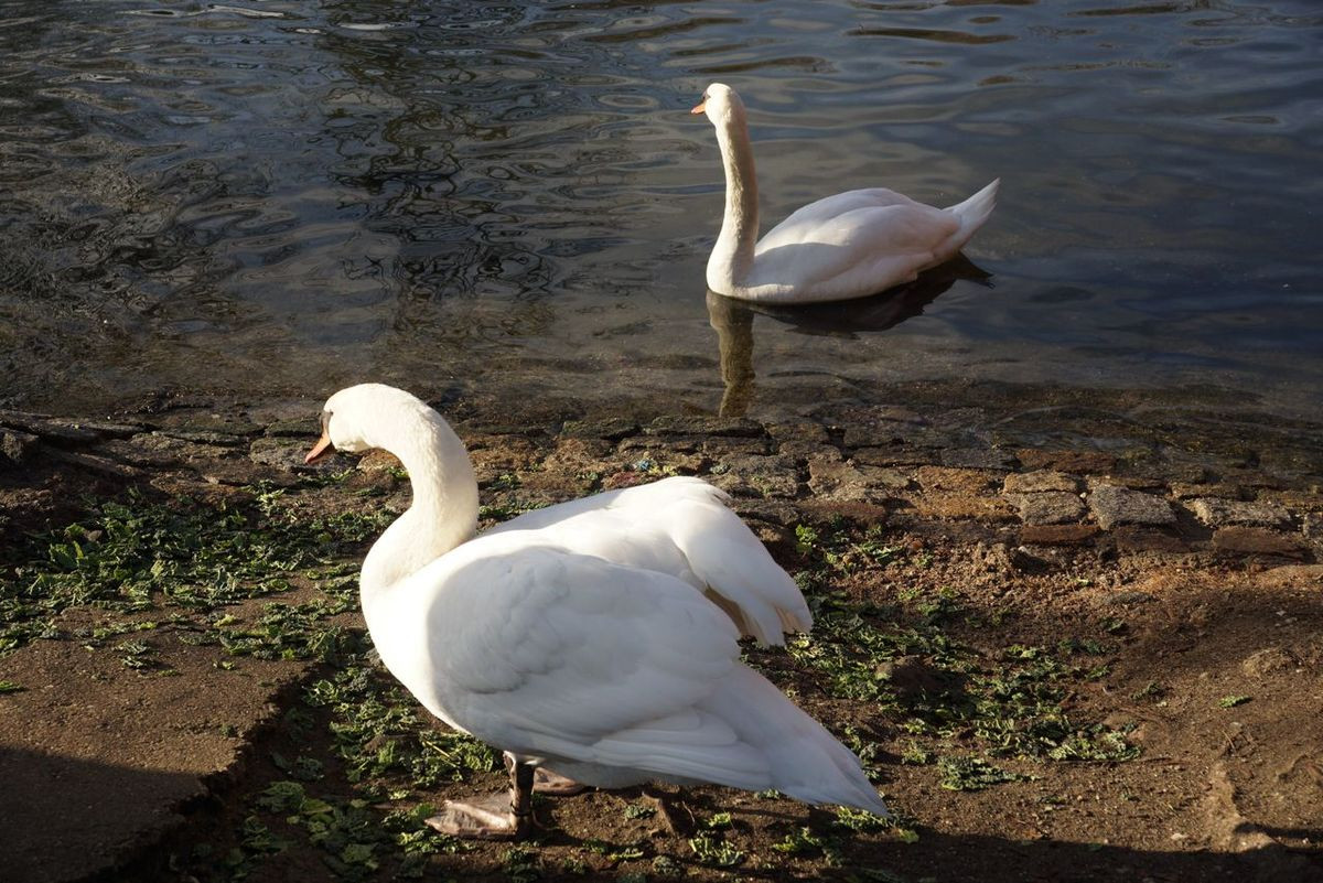 Łabędzia rodzina coraz częściej robi sobie dłuższe spacery