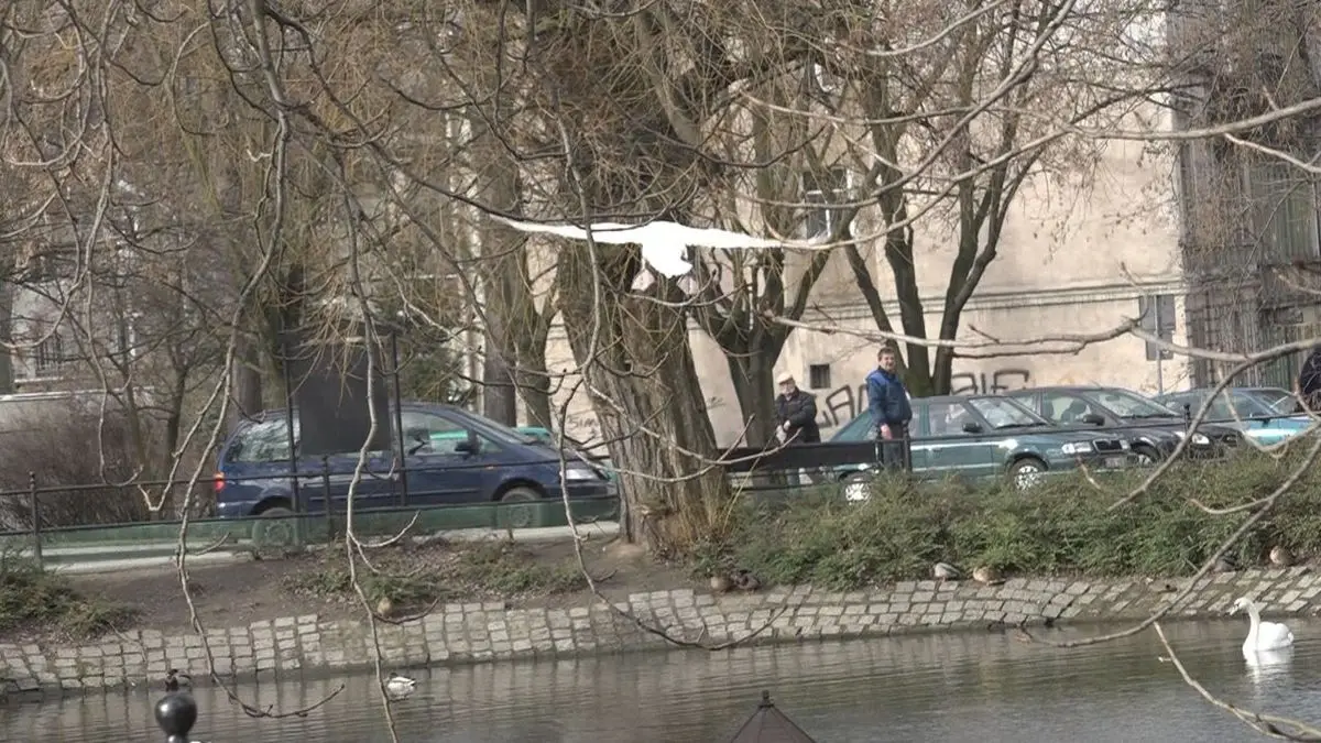Łabędzia rodzina coraz częściej robi sobie dłuższe spacery
