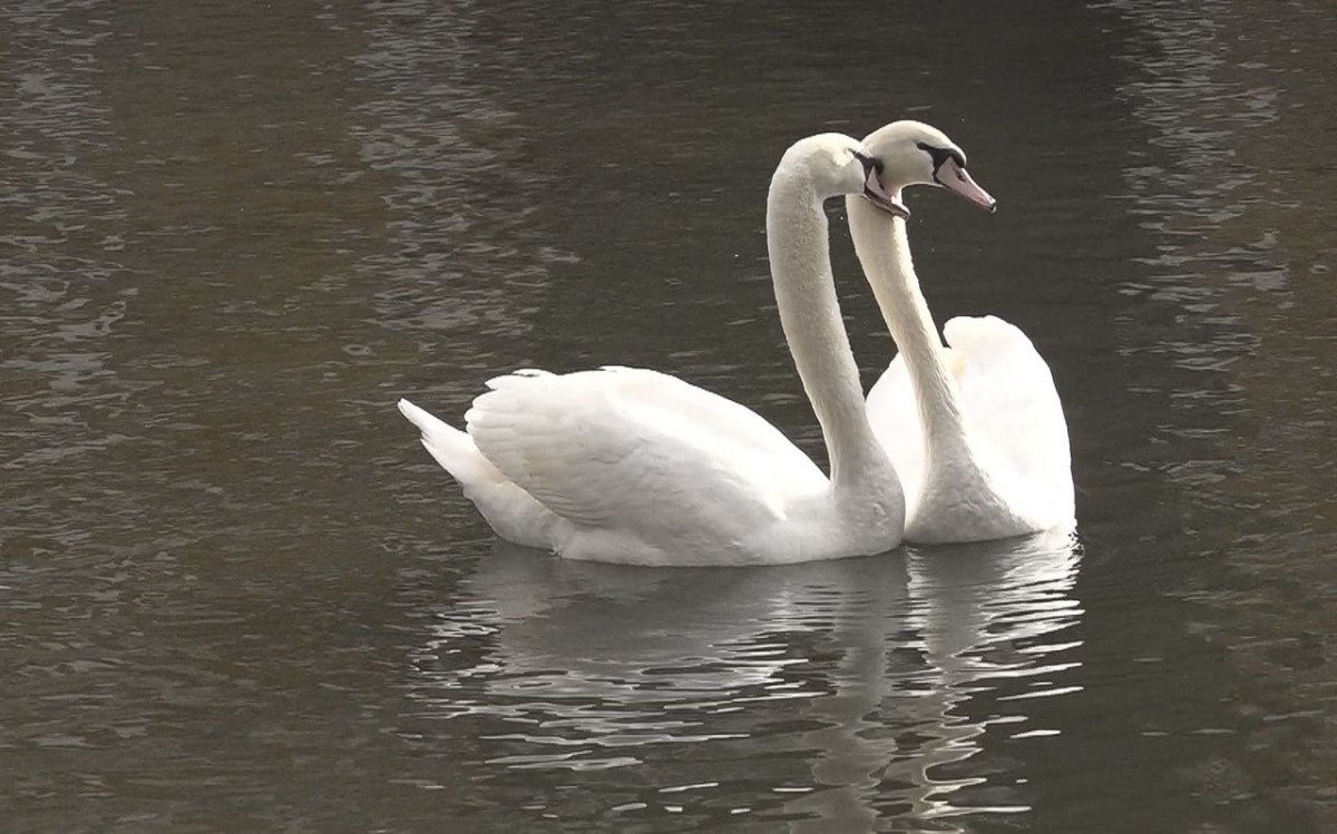 Łabędzia rodzina coraz częściej robi sobie dłuższe spacery