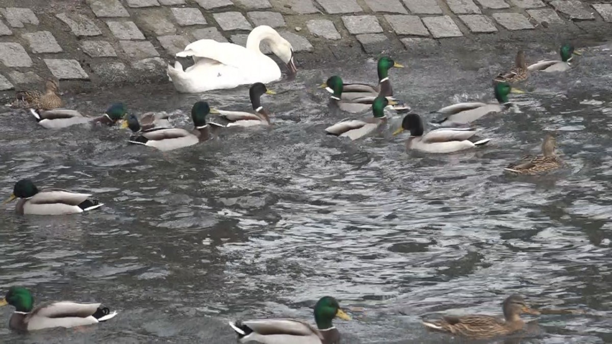 Łabędzia rodzina coraz częściej robi sobie dłuższe spacery