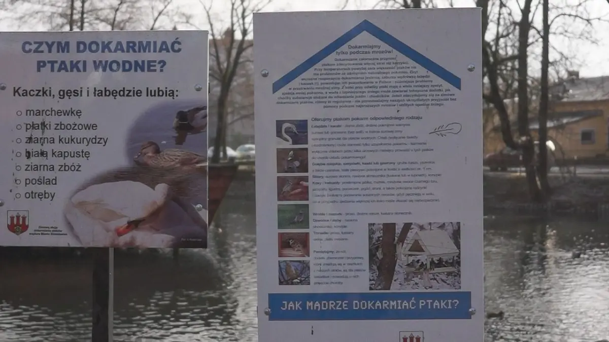 Łabędzia rodzina coraz częściej robi sobie dłuższe spacery