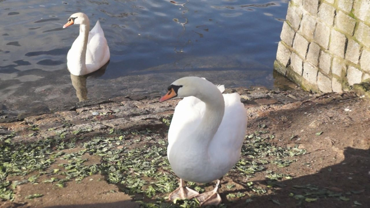 Łabędzia rodzina coraz częściej robi sobie dłuższe spacery