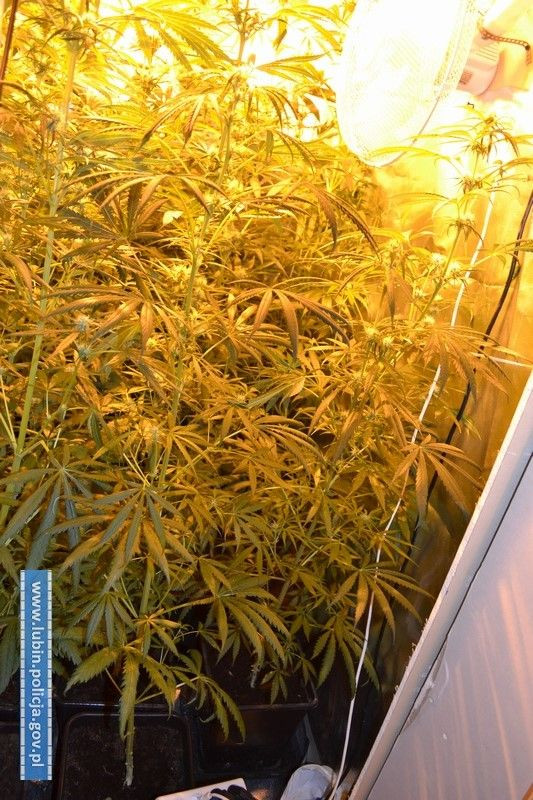 Nie miał pieniędzy na narkotyki, zaczął uprawiać marihuanę