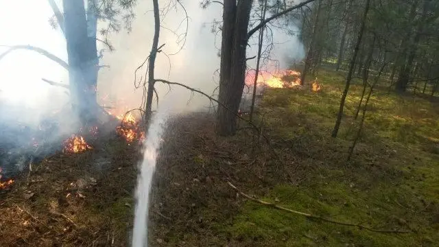 Zapłonęły lasy