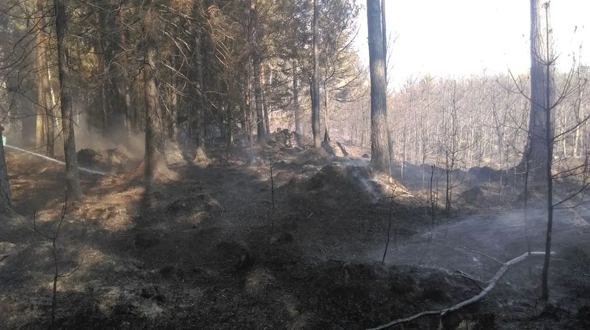 Spłonęło ok. 11 ha lasu