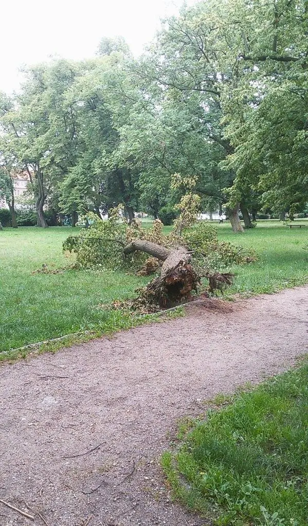 Wichura nad Bolesławcem