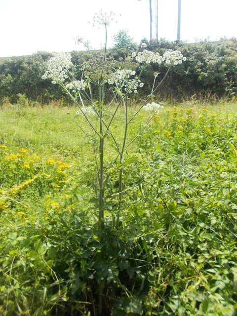 Uwaga! Barszcz Sosnowskiego przy Starzyńskiego w Bolesławcu