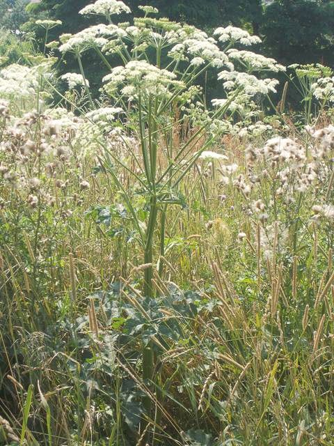 Uwaga! Barszcz Sosnowskiego przy Starzyńskiego w Bolesławcu