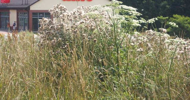 Uwaga! Barszcz Sosnowskiego przy Starzyńskiego w Bolesławcu