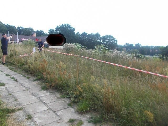 Uwaga! Barszcz Sosnowskiego przy Starzyńskiego w Bolesławcu