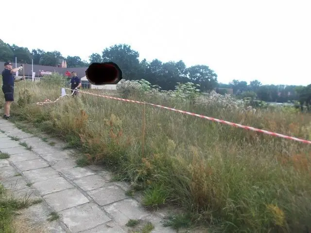 Uwaga! Barszcz Sosnowskiego przy Starzyńskiego w Bolesławcu