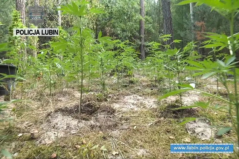 31-latek uprawiał marihuanę. Zabezpieczono ponad 150 krzewów