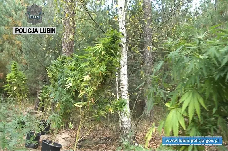 31-latek uprawiał marihuanę. Zabezpieczono ponad 150 krzewów