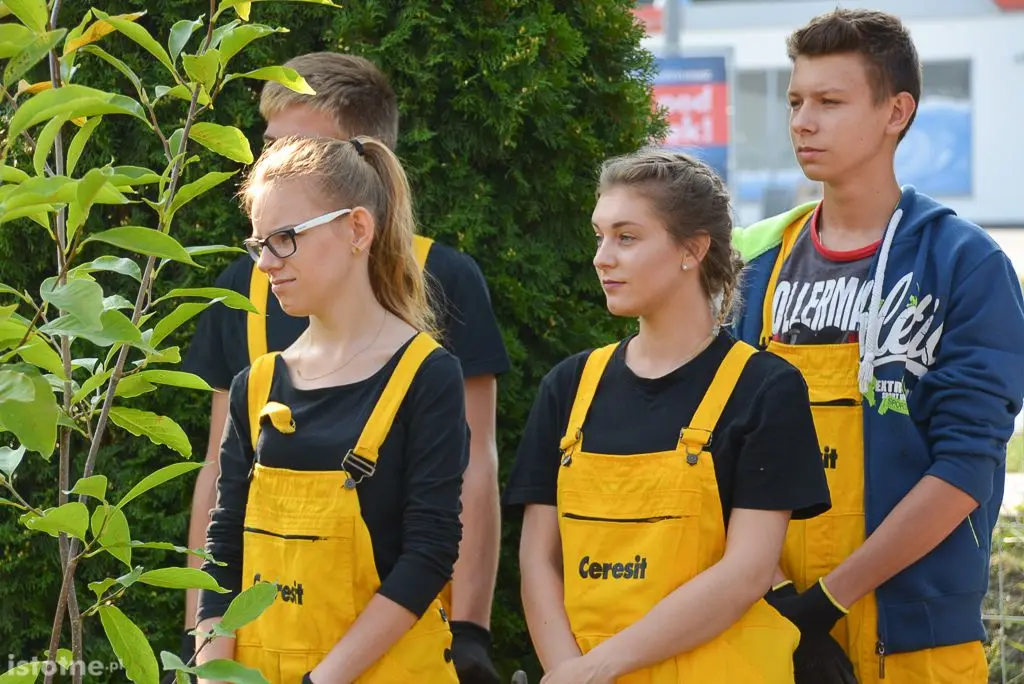 Aleja magnolii powstała przy bolesławieckiej „Budowlance”