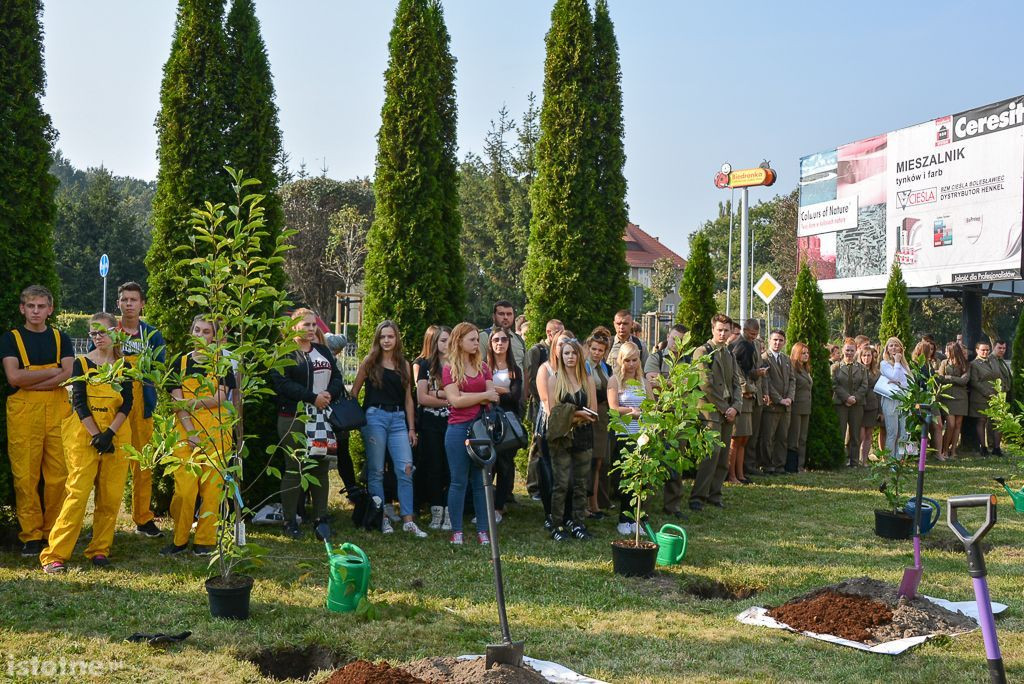 Aleja magnolii powstała przy bolesławieckiej „Budowlance”