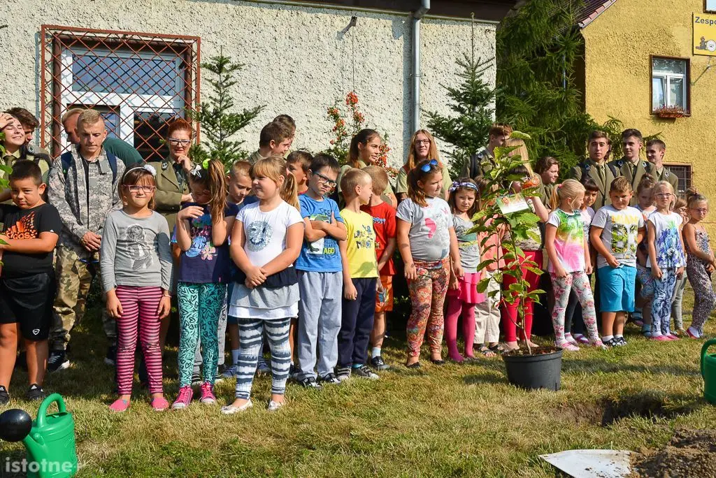 Aleja magnolii powstała przy bolesławieckiej „Budowlance”